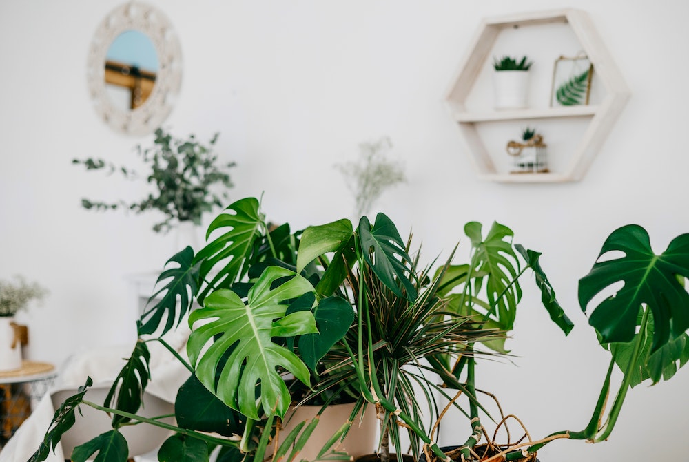 Créer un jardin attrayant pour faciliter la vente de votre maison